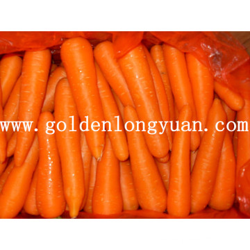 High Quality Fresh New Crop Carrot